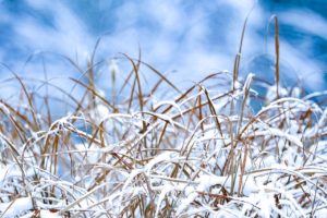 grass, meadow, plant