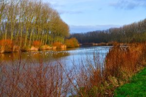 river, trees, fall