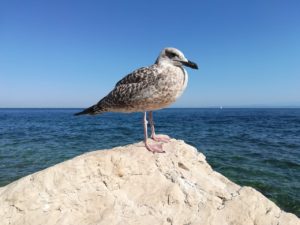 seagull, rock, sea