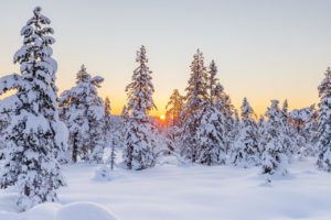 winter, conifers, sunset