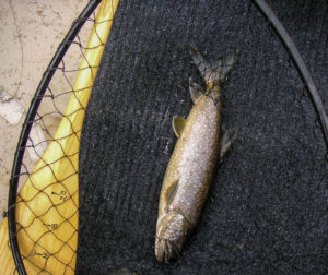 Eagle Lake trout