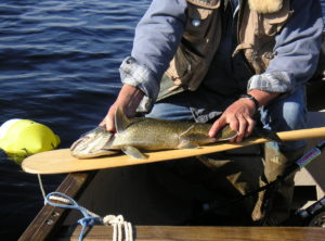 Measuring a trout for size and bragging rights