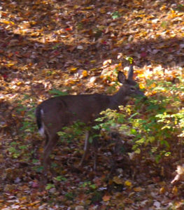 Deer in backyard