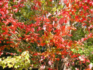 Bright foliage