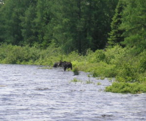 Moose on shore that just walked by us