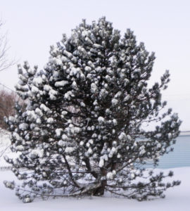 Snowy fir