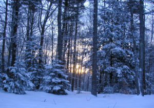 Quiet snowy woods