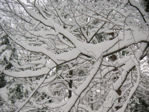 Intricate snowy branches