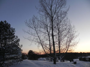 Twilight bare branches